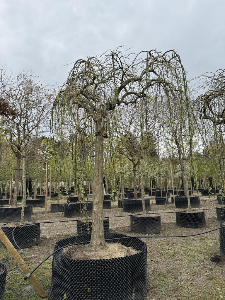 Styphnolobium japonicum 'Pendula'
