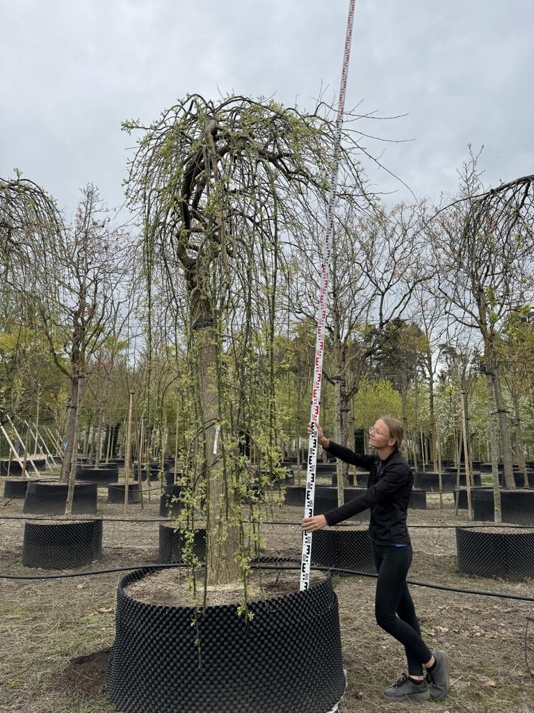 Styphnolobium japonicum 'Pendula'