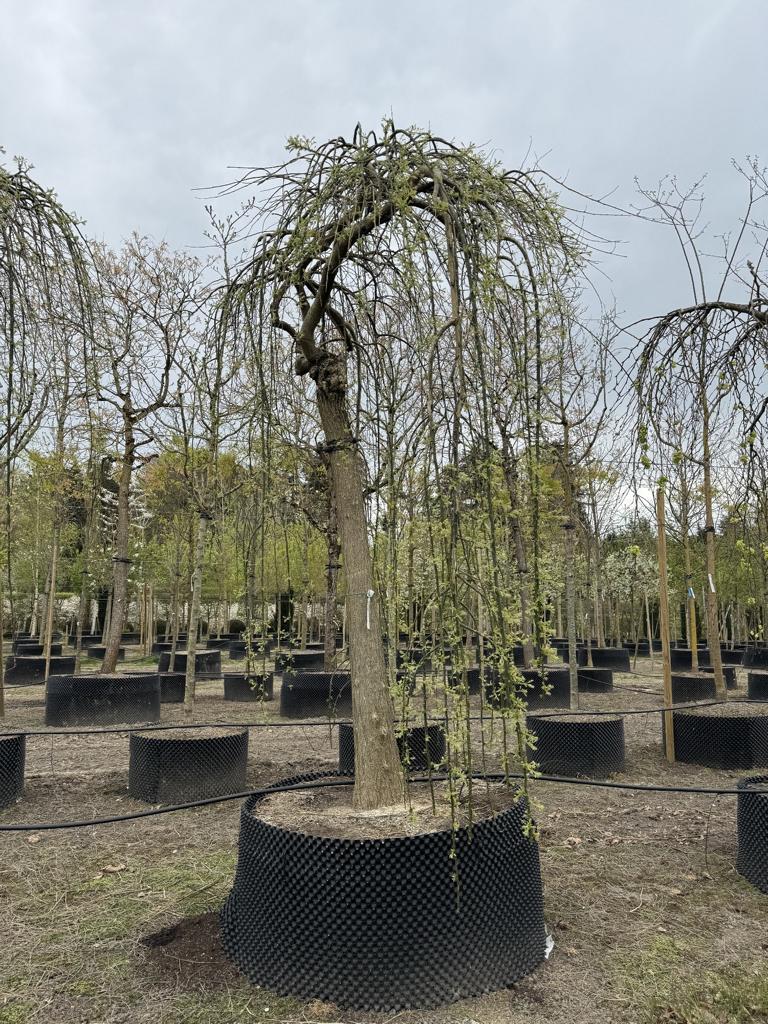 Styphnolobium japonicum 'Pendula'