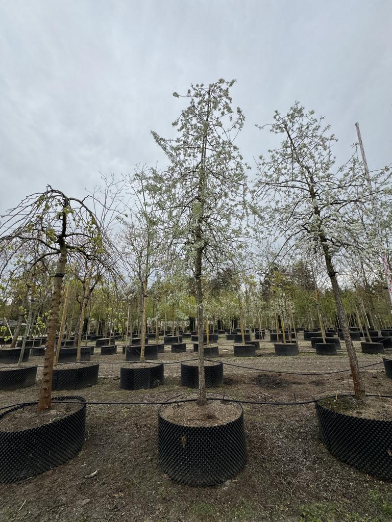 Pyrus salicifolia 'Pendula'