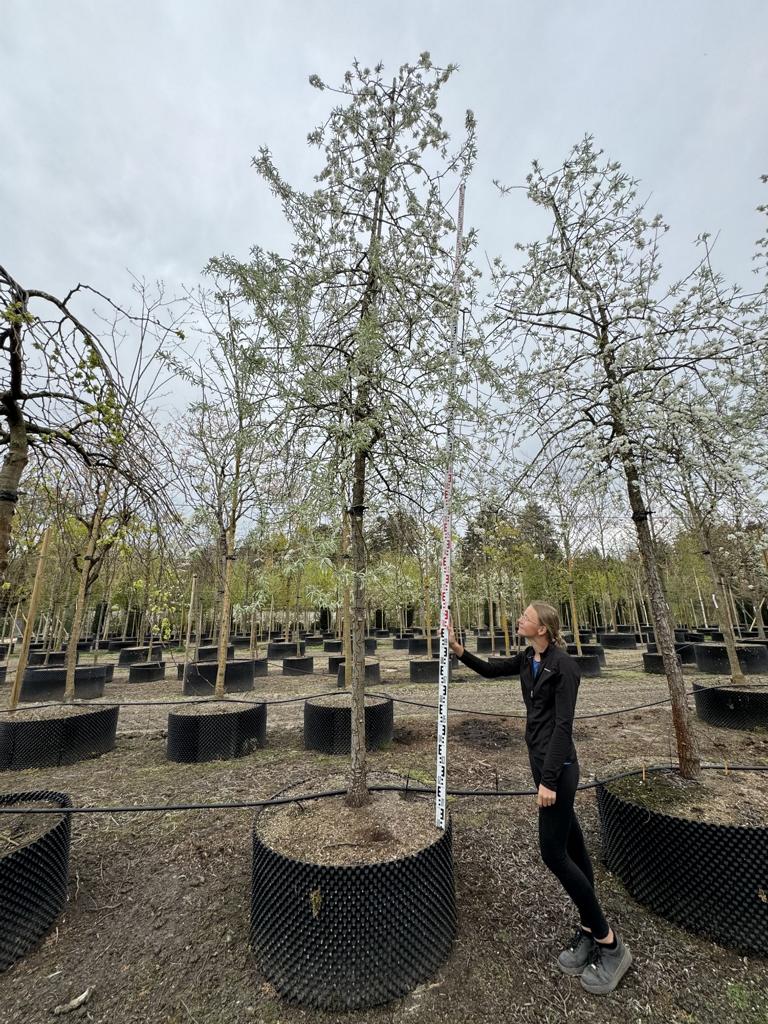 Pyrus salicifolia 'Pendula'