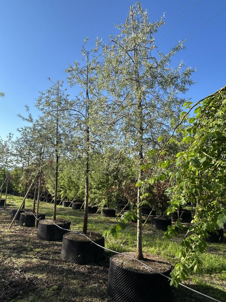 Pyrus salicifolia 'Pendula'