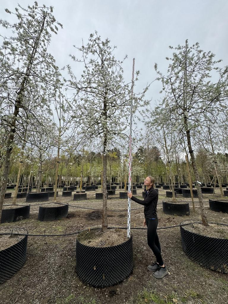 Pyrus salicifolia 'Pendula'