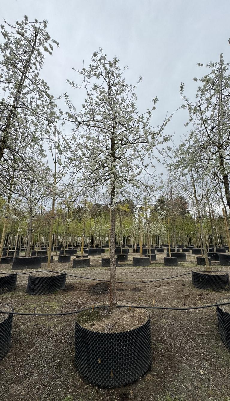 Pyrus salicifolia 'Pendula'