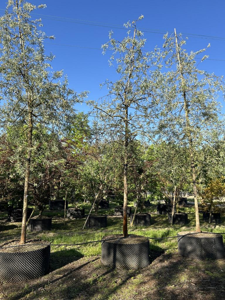 Pyrus salicifolia 'Pendula'