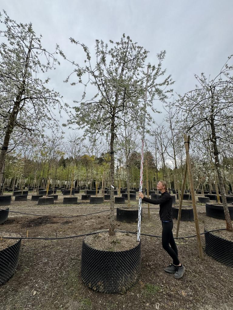 Pyrus salicifolia 'Pendula'