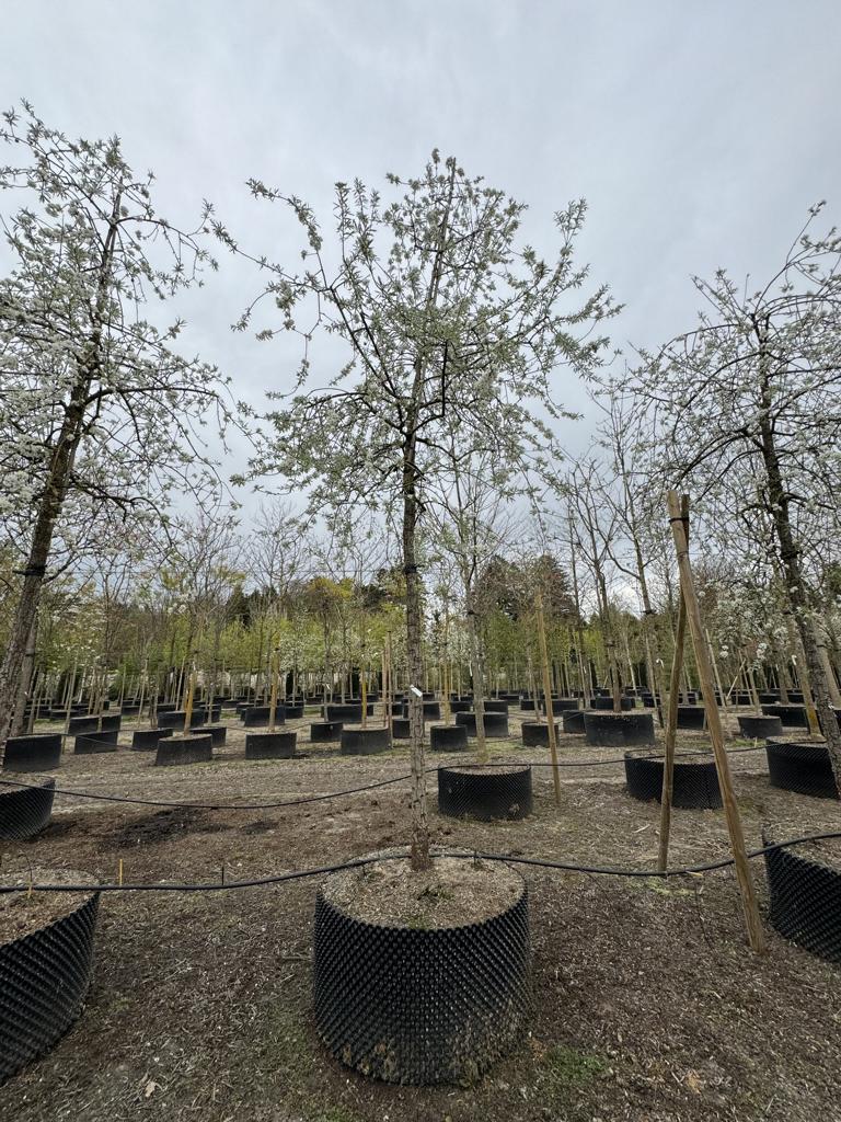 Pyrus salicifolia 'Pendula'