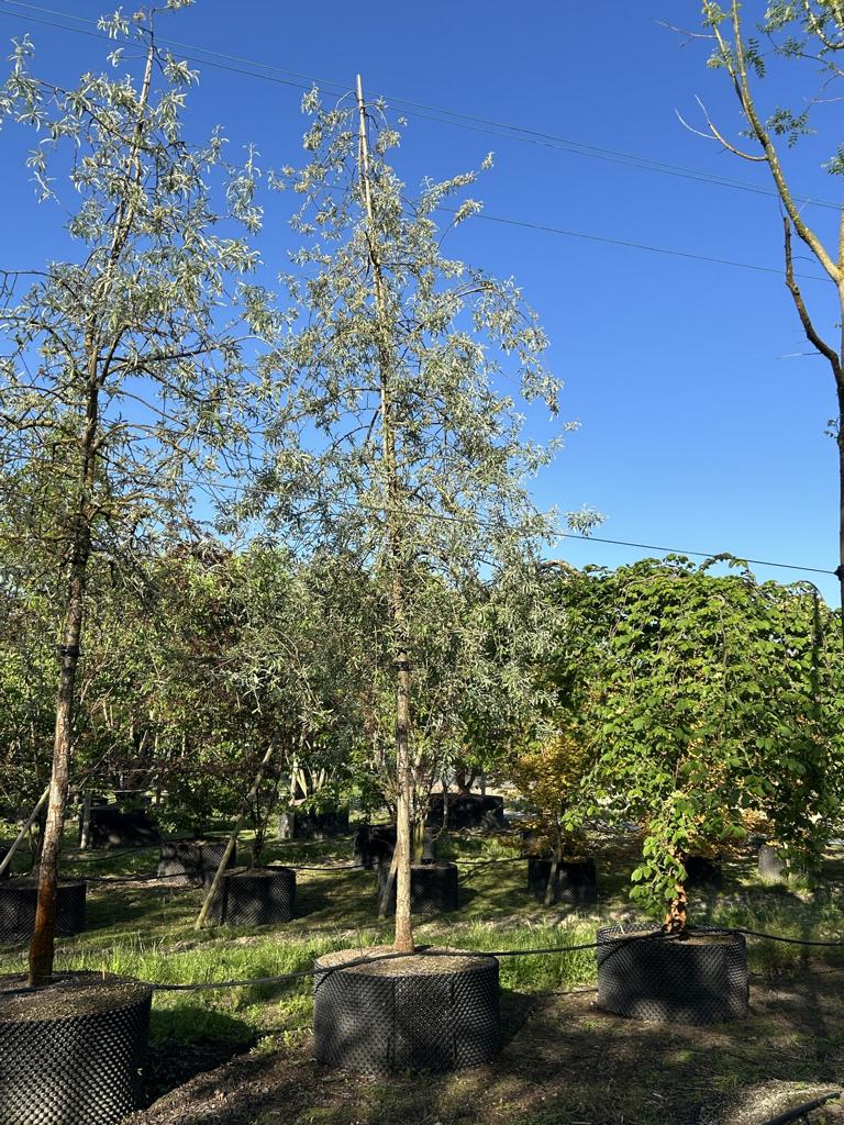 Pyrus salicifolia 'Pendula'