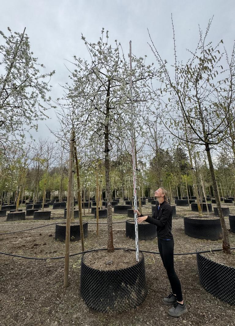 Pyrus salicifolia 'Pendula'