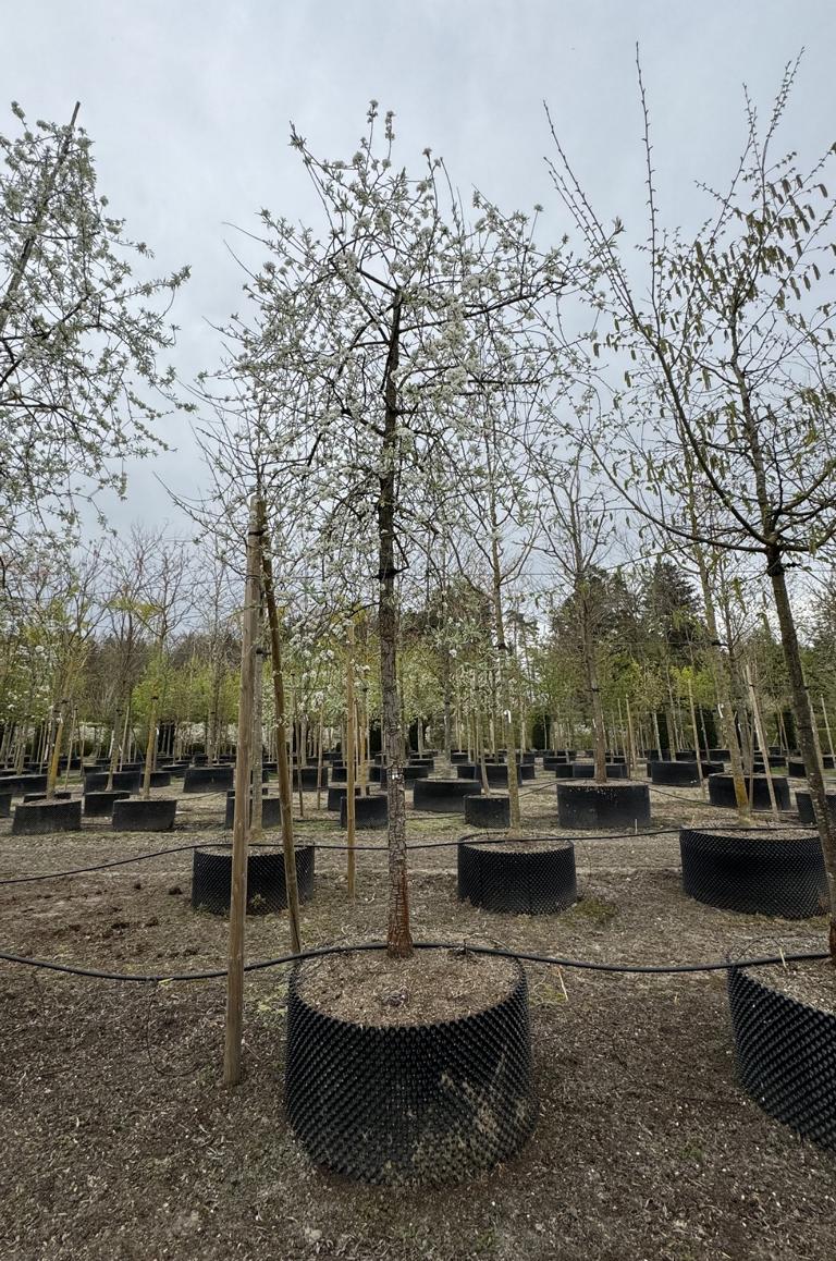 Pyrus salicifolia 'Pendula'