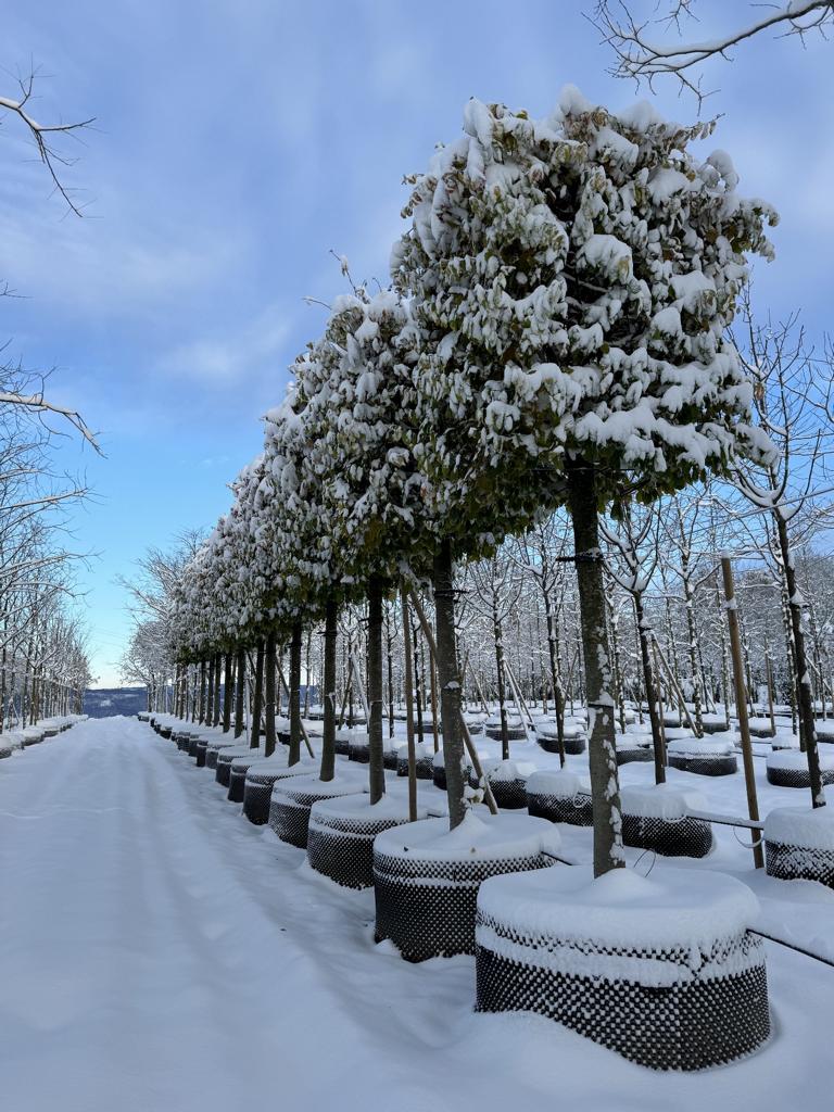 Parrotia persica Kasten