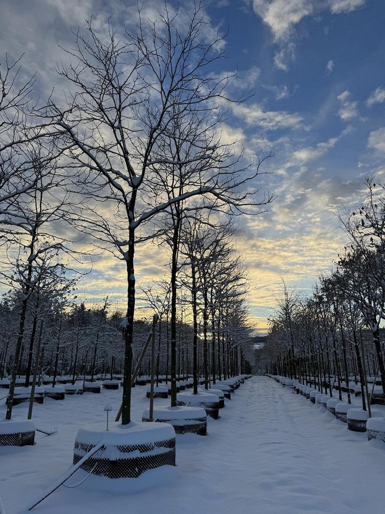 Gleditsia triacanthos 'Skyline'