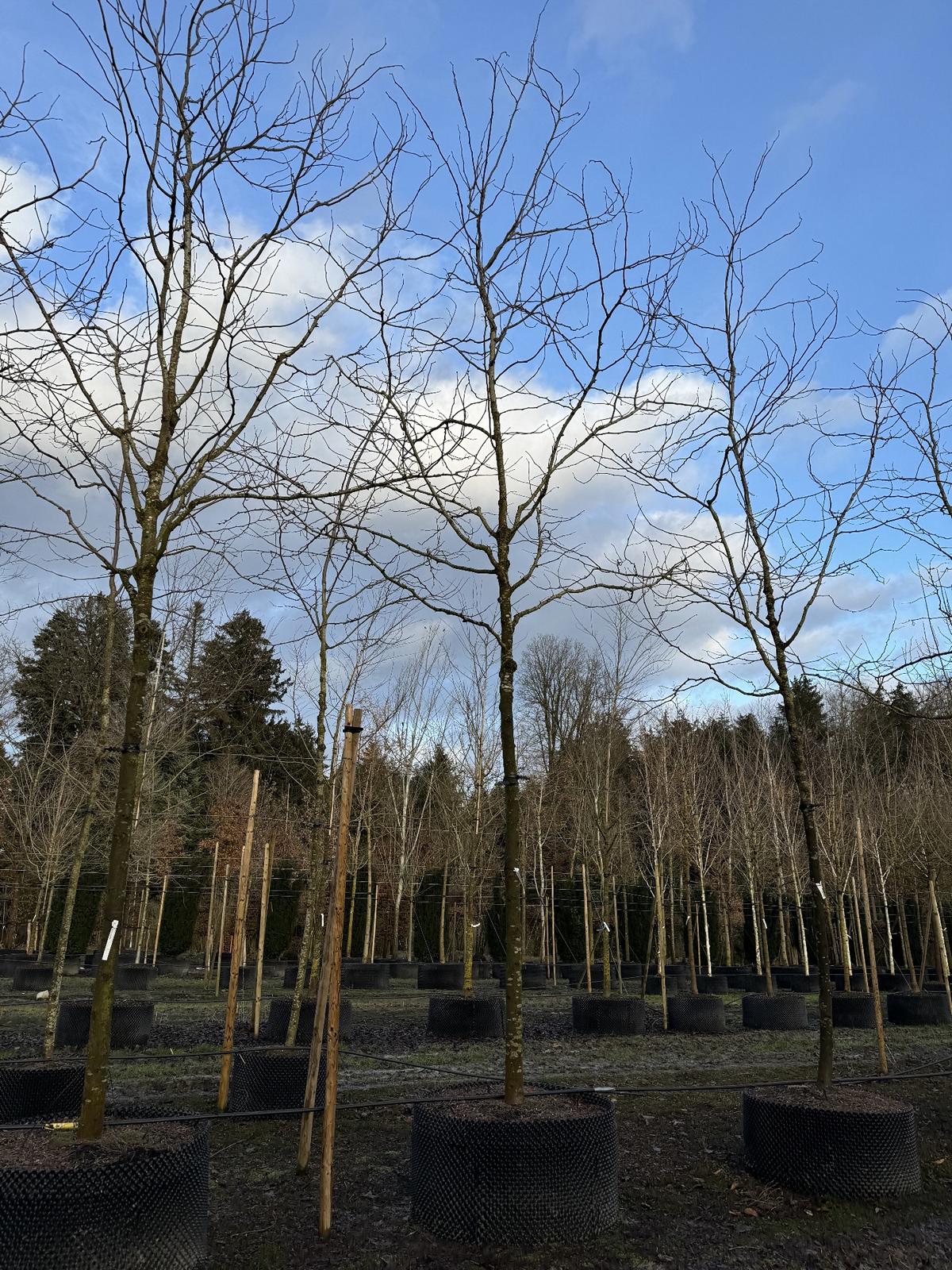 Gleditsia triacanthos 'Skyline'