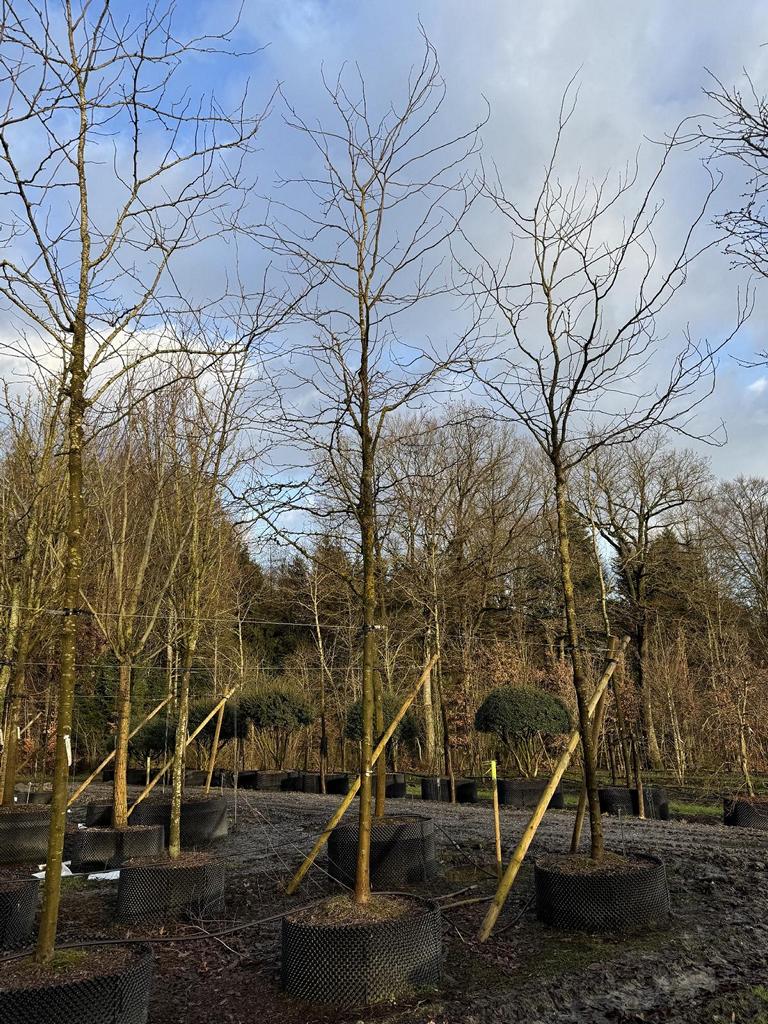 Gleditsia triacanthos 'Skyline'