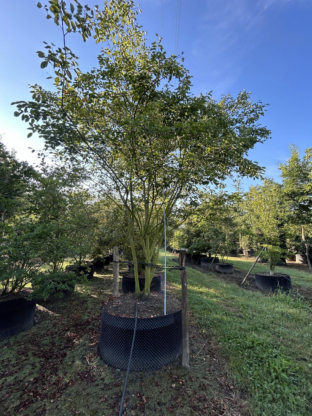 Amelanchier lamarckii Schirmform