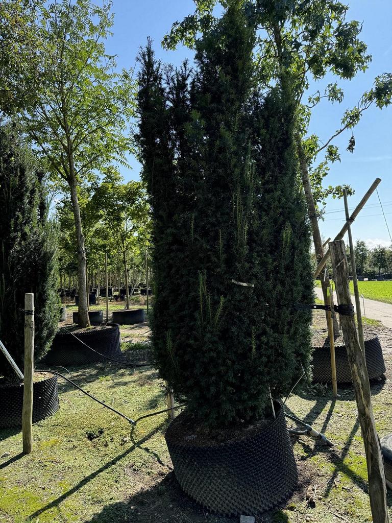 Taxus media (x) 'Straight Hedge'