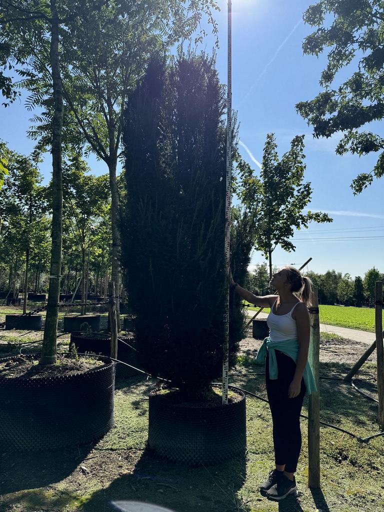 Taxus media (x) 'Straight Hedge'