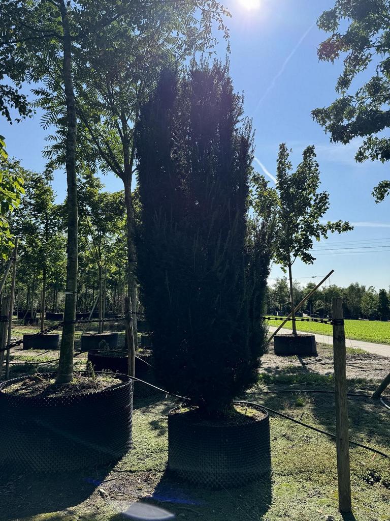 Taxus media (x) 'Straight Hedge'