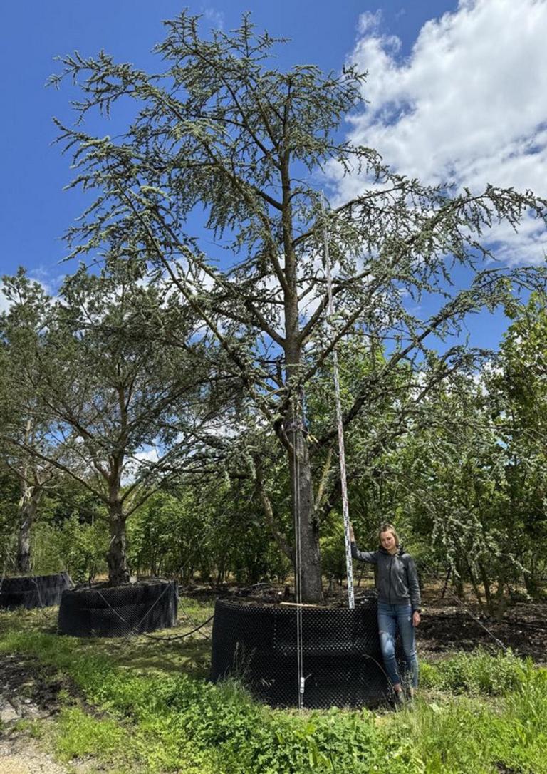 Cedrus libani 'Glauca'
