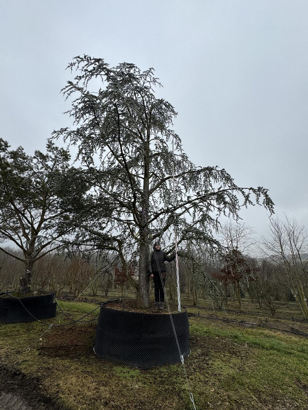 Cedrus libani 'Glauca'