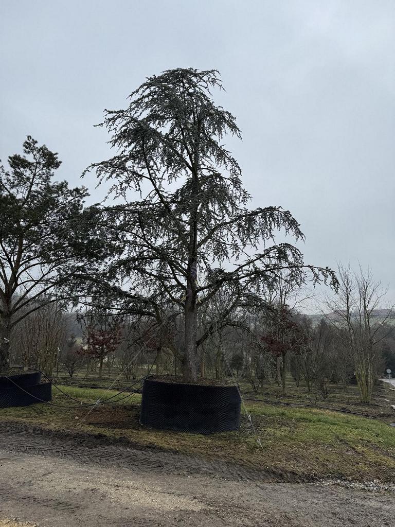 Cedrus libani 'Glauca'