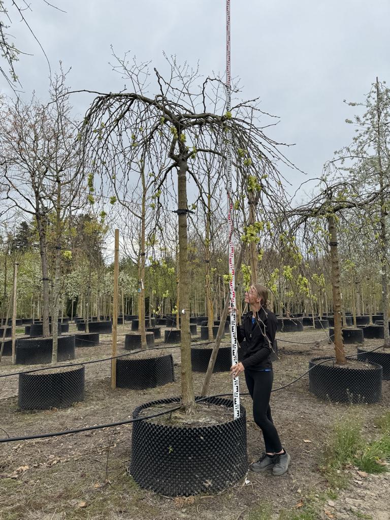 Ulmus 'Camperdownii'