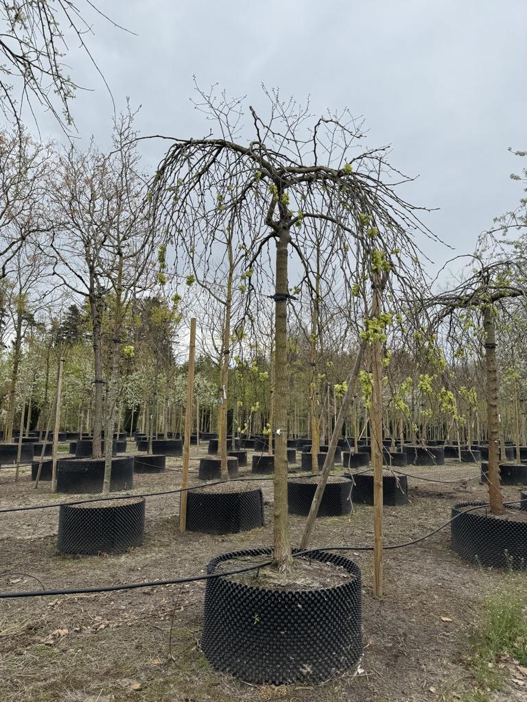 Ulmus 'Camperdownii'