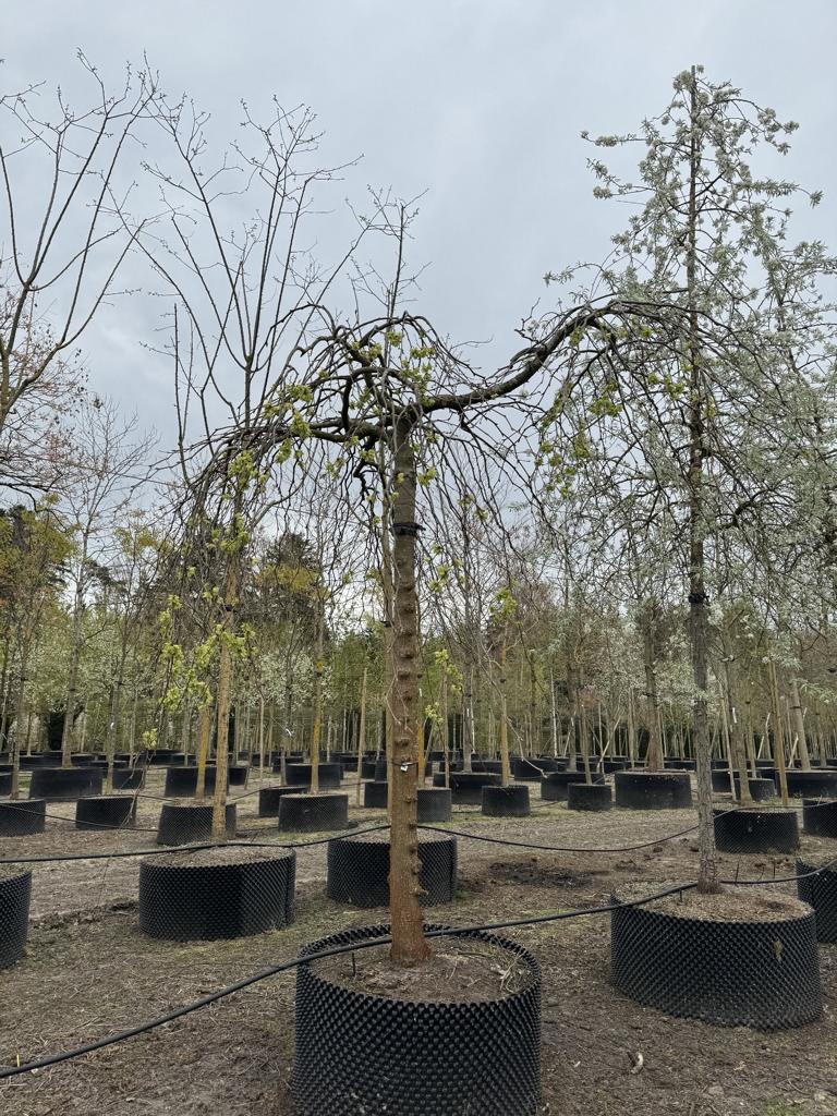 Ulmus 'Camperdownii'