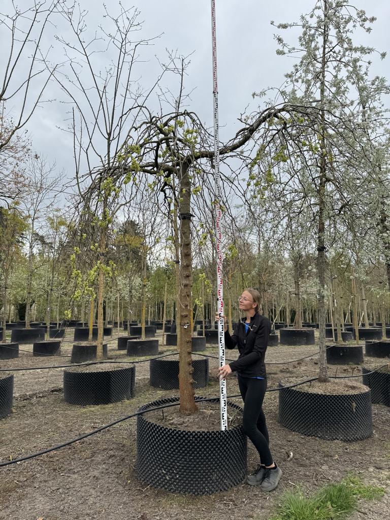 Ulmus 'Camperdownii'