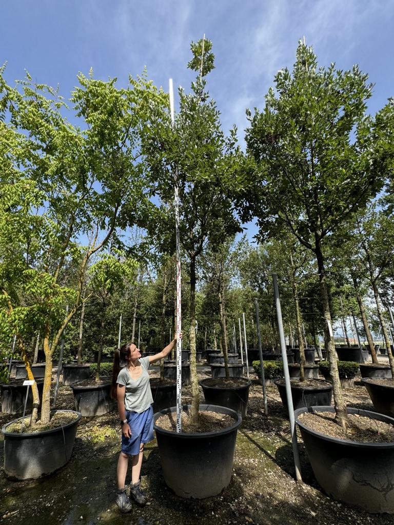 Quercus hispanica (x) 'Fulhamensis'