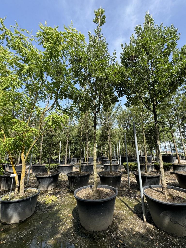 Quercus hispanica (x) 'Fulhamensis'