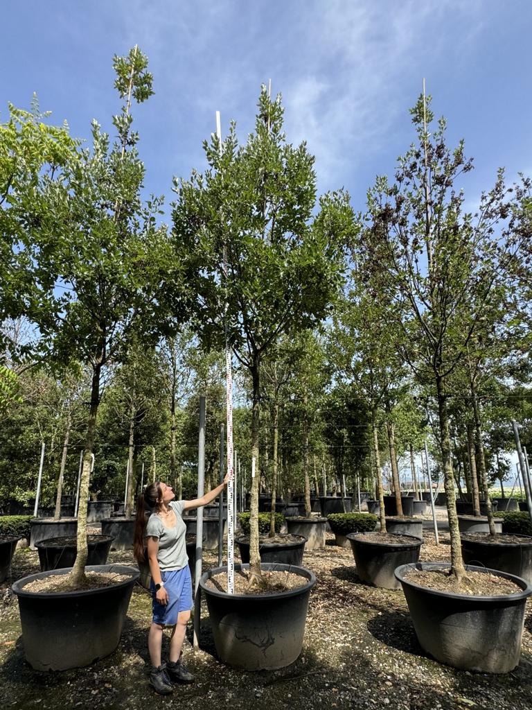 Quercus hispanica (x) 'Fulhamensis'