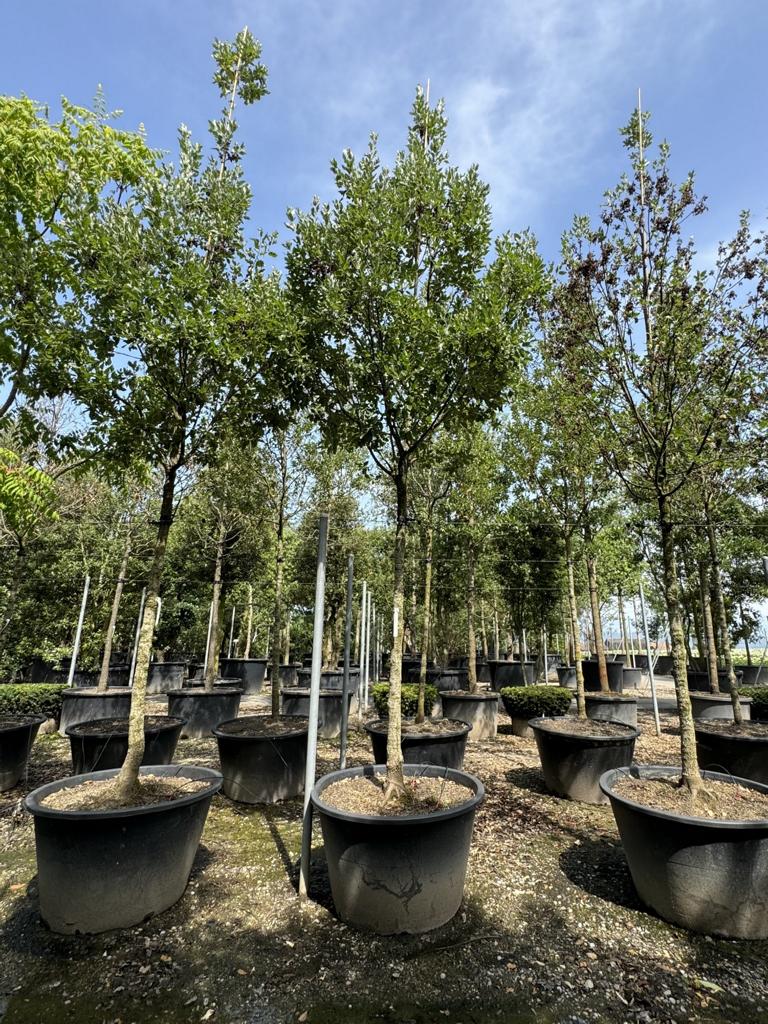 Quercus hispanica (x) 'Fulhamensis'