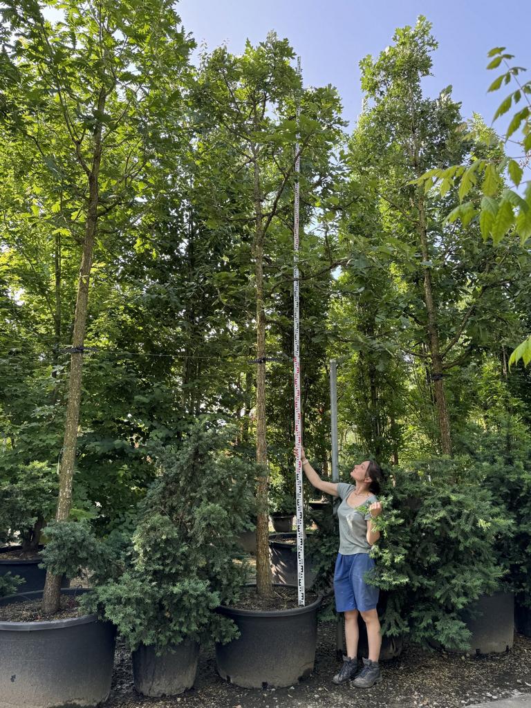 Quercus macrocarpa