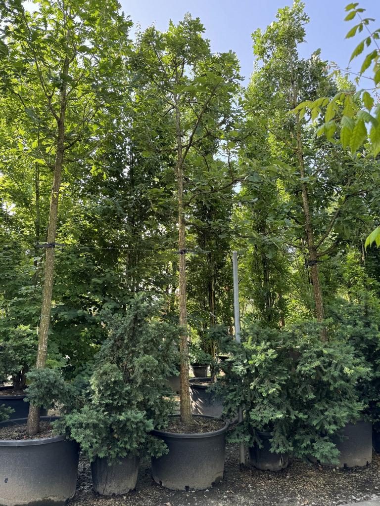 Quercus macrocarpa