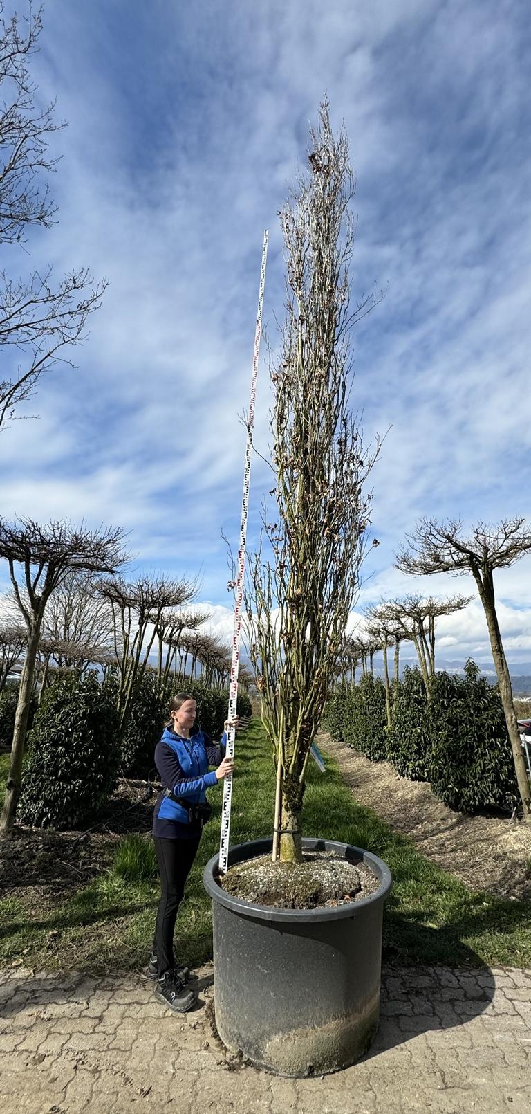 Quercus palustris 'Green Pillar'