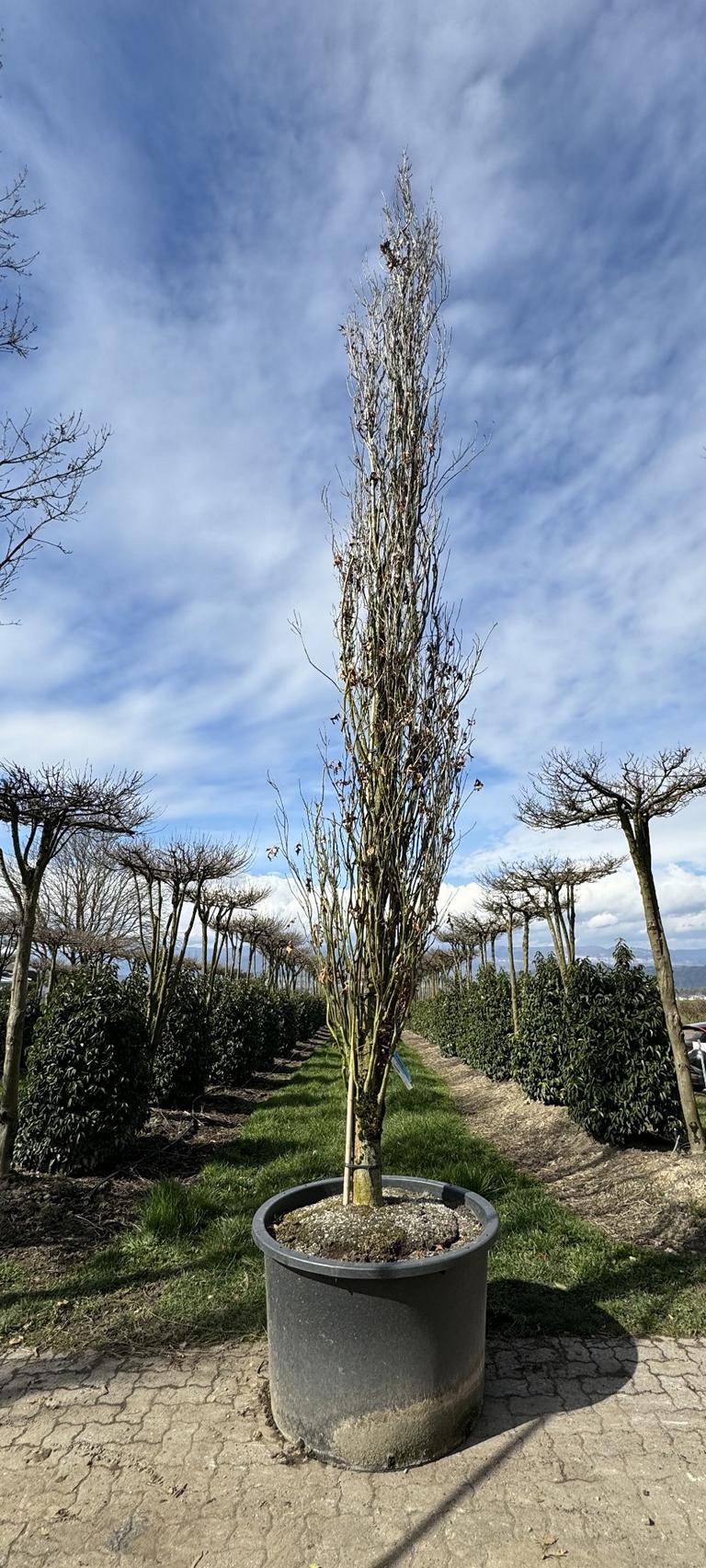 Quercus palustris 'Green Pillar'