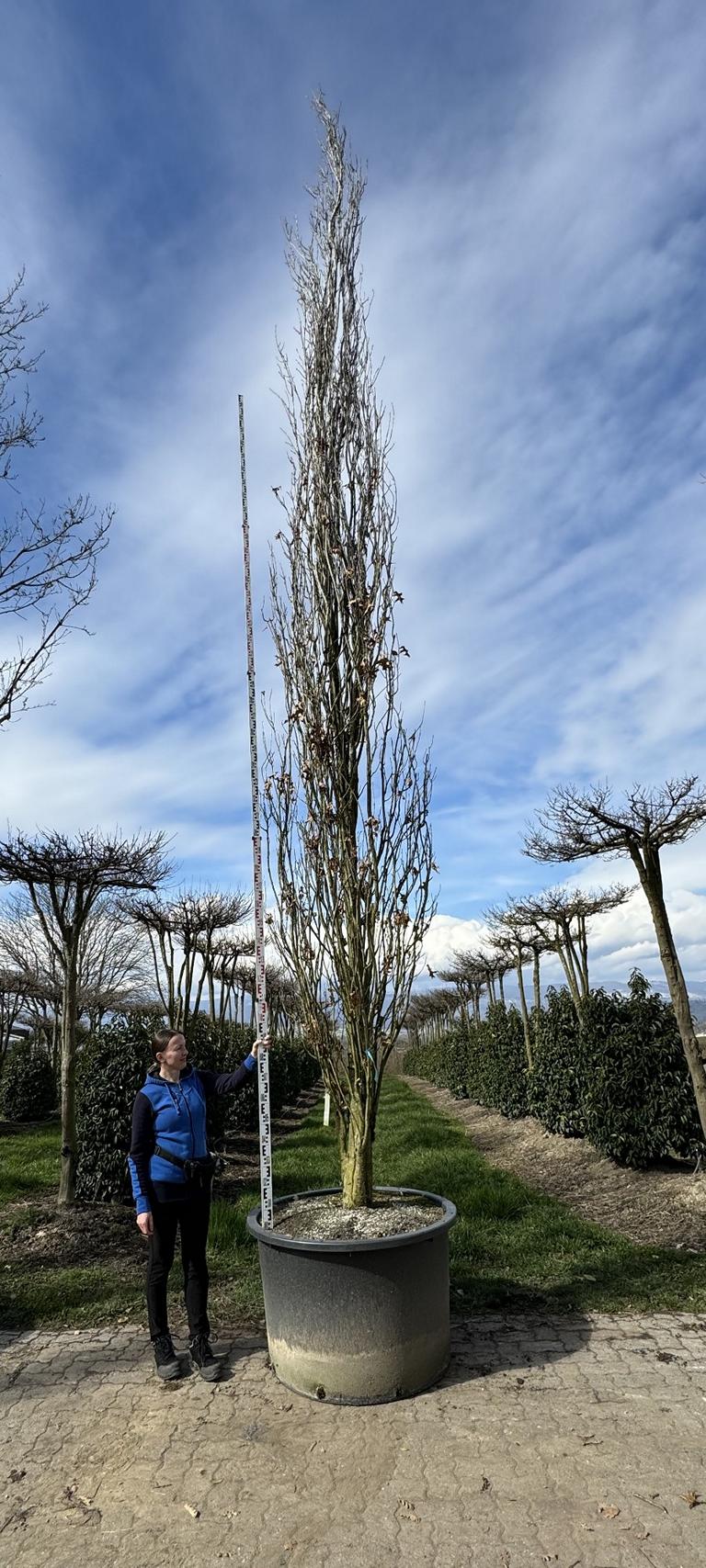 Quercus palustris 'Green Pillar'
