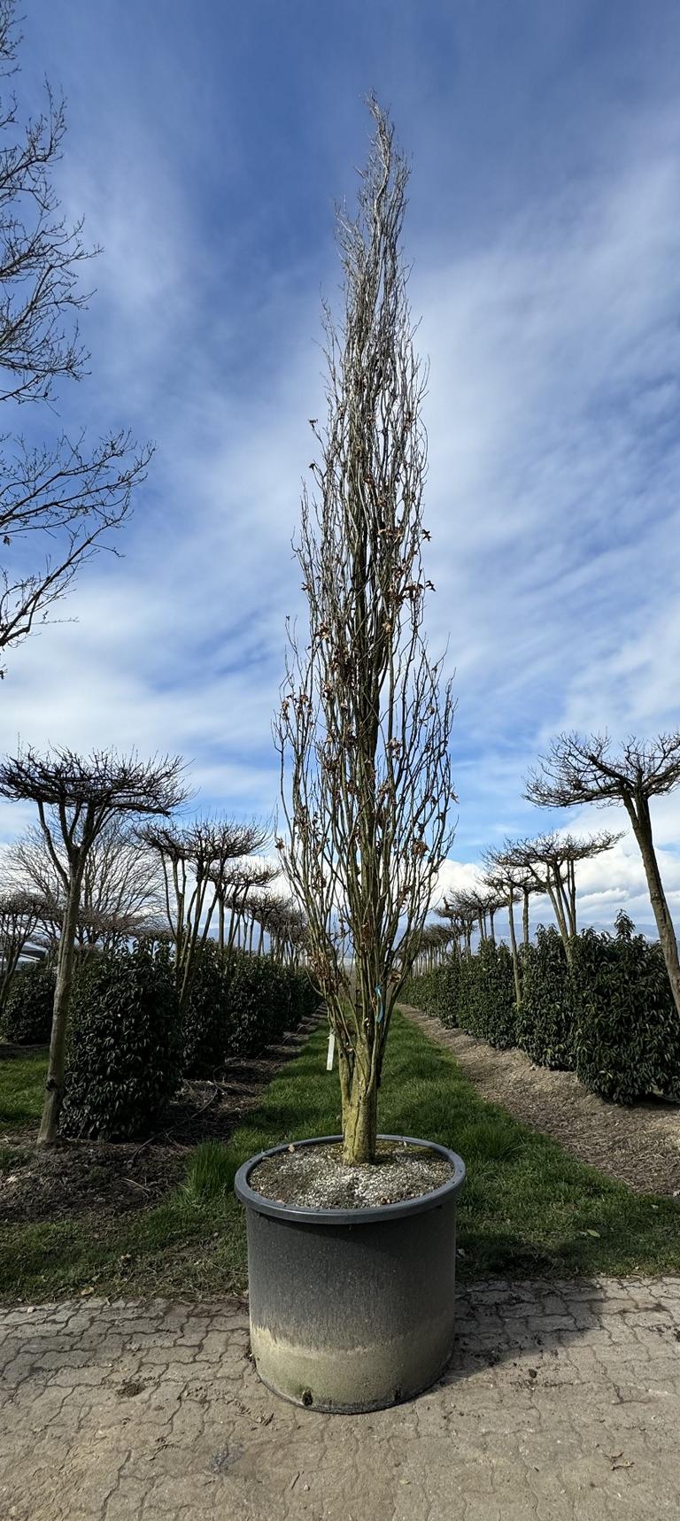 Quercus palustris 'Green Pillar'