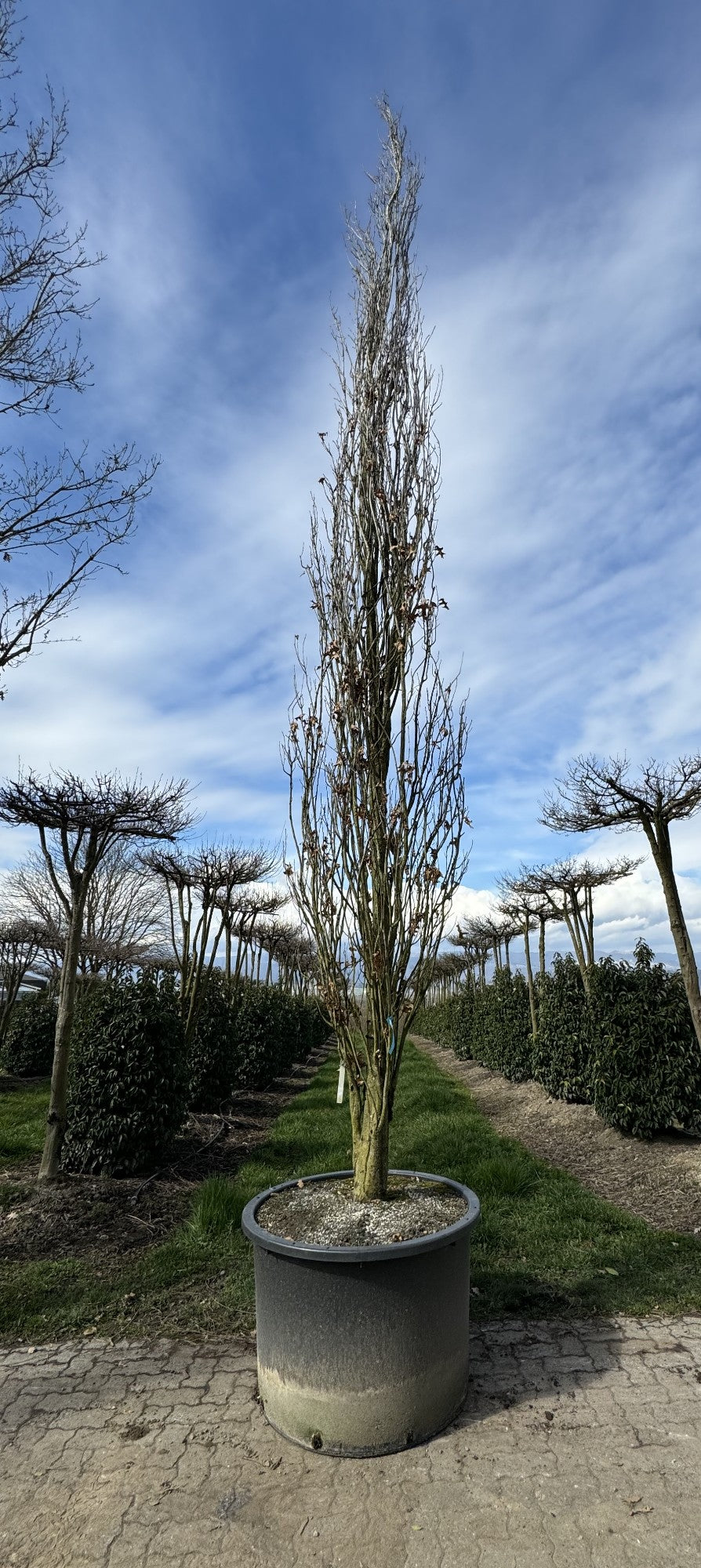 Quercus palustris 'Green Pillar'