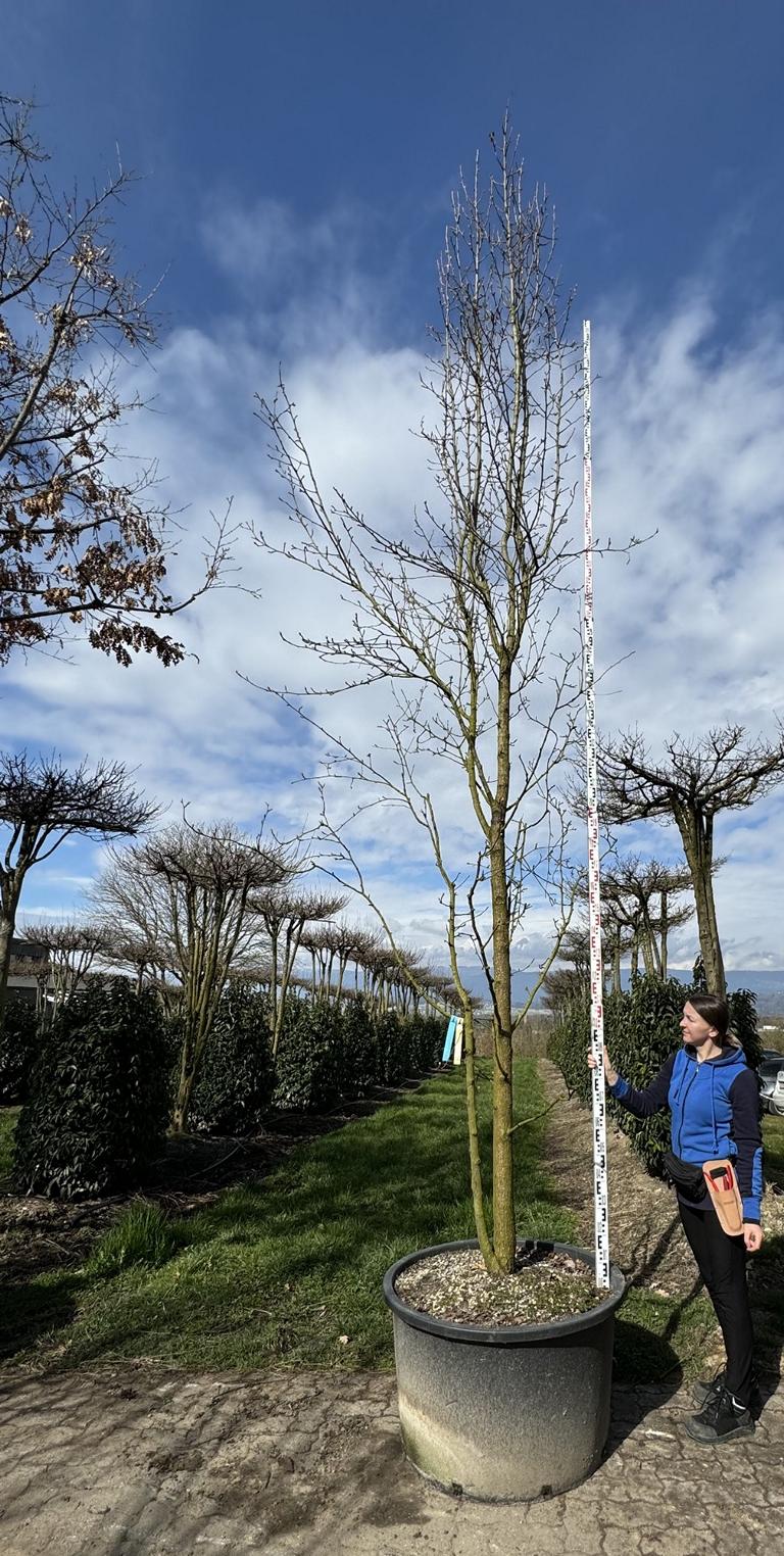 Pyrus calleryana 'Chanticleer'