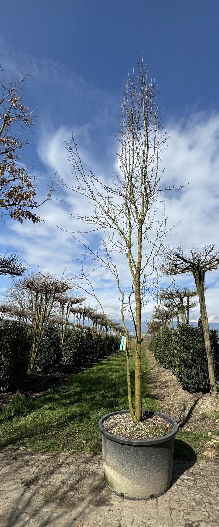 Pyrus calleryana 'Chanticleer'