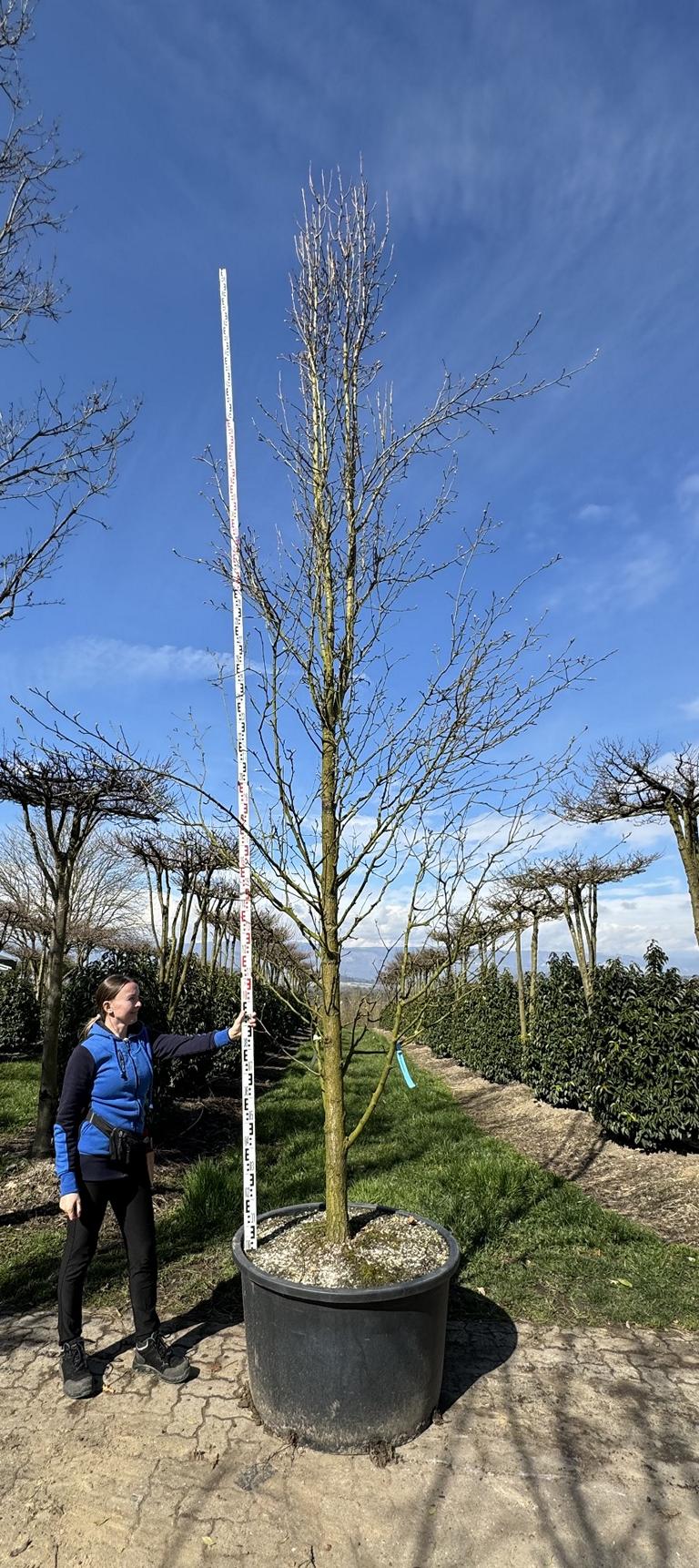 Pyrus calleryana 'Chanticleer'