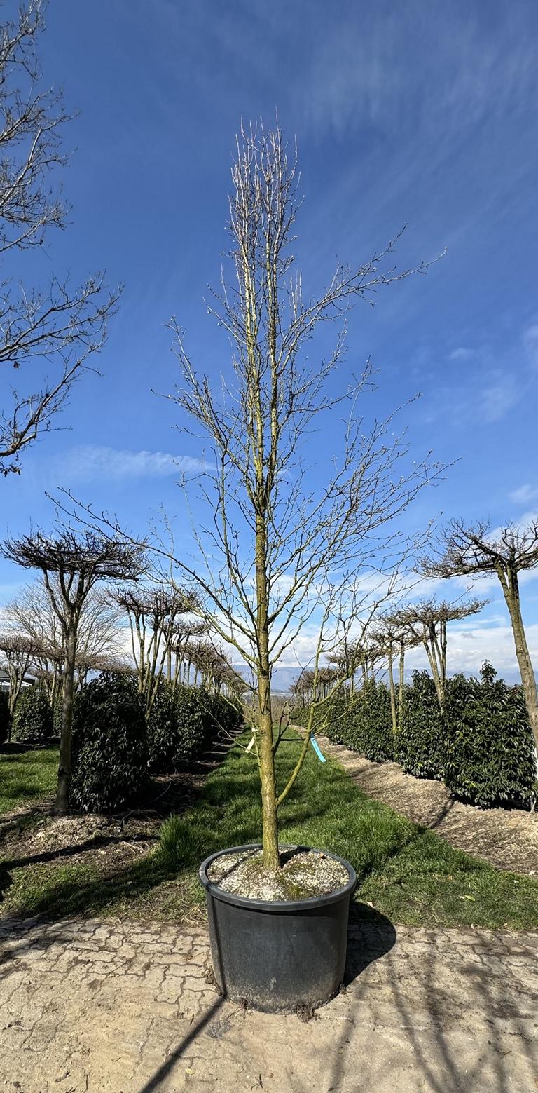Pyrus calleryana 'Chanticleer'