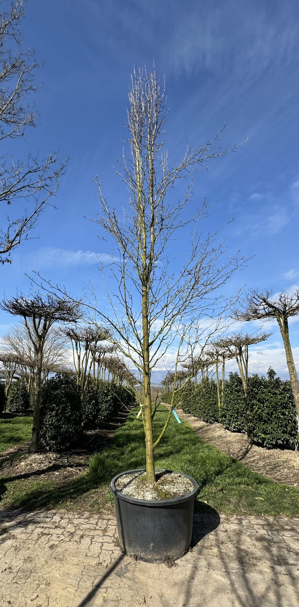 Pyrus calleryana 'Chanticleer'