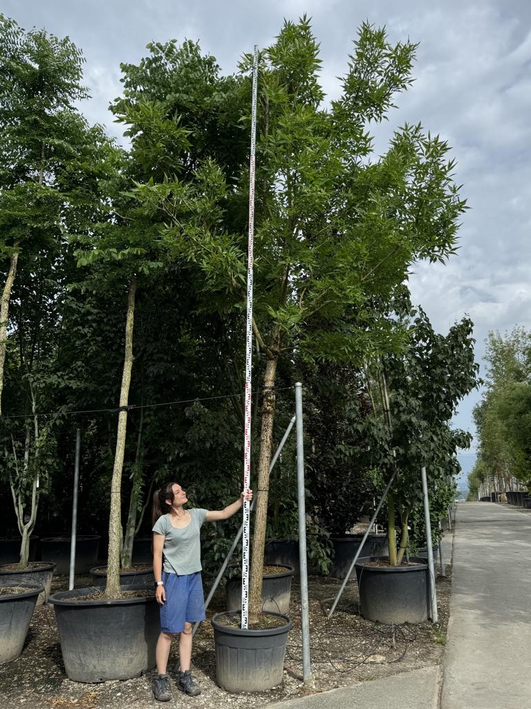 Fraxinus pennsylvanica 'Summit'