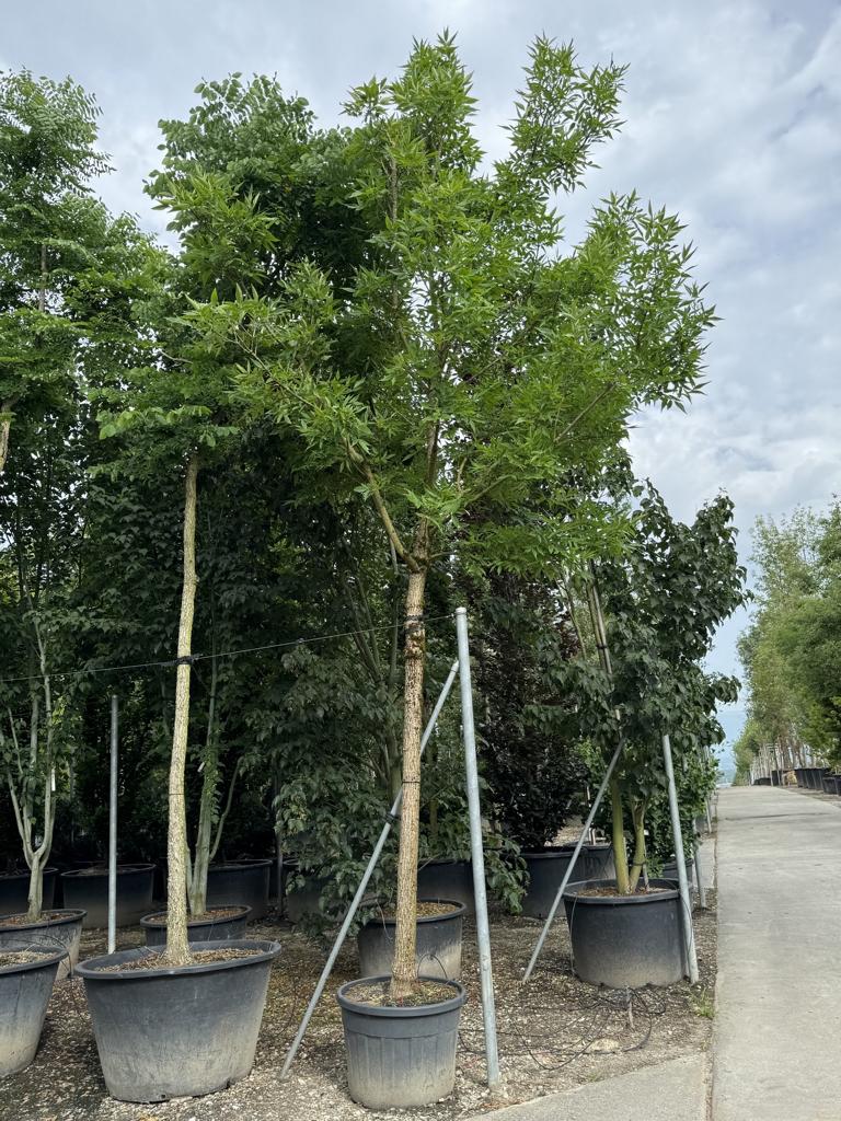 Fraxinus pennsylvanica 'Summit'