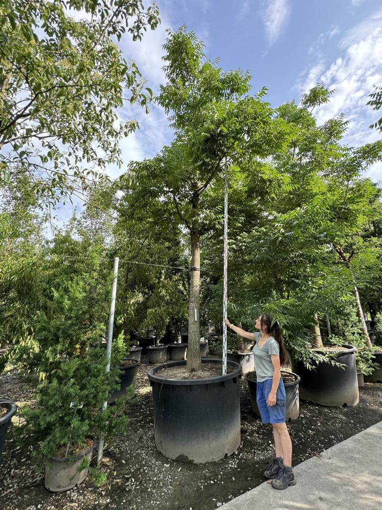 Phellodendron amurense