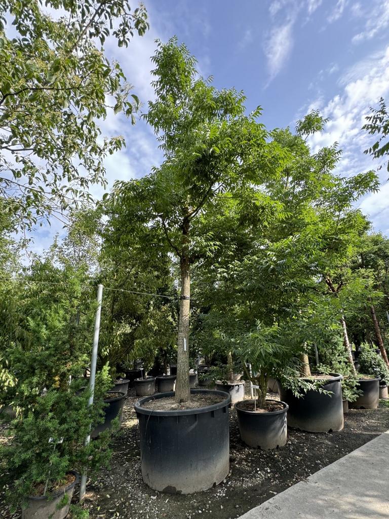 Phellodendron amurense