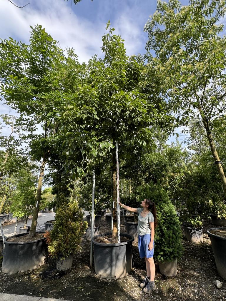 Carya ovata